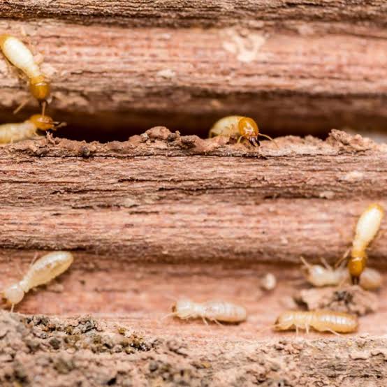 Wood Borer Control Services in Kilpauk